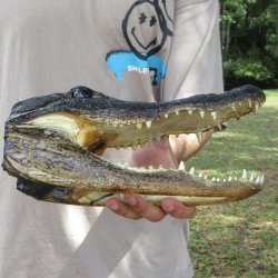 11 inch Alligator Head