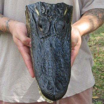 11 inch Alligator Head 