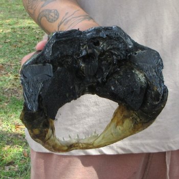 11 inch Alligator Head 