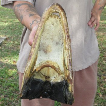 11 inch Alligator Head 