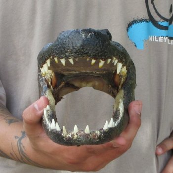 11 inch Alligator Head 