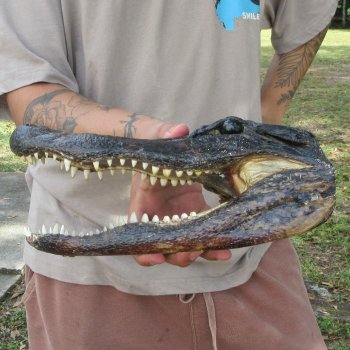 11 inch Alligator Head 