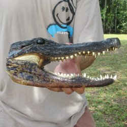11 inch Alligator Head