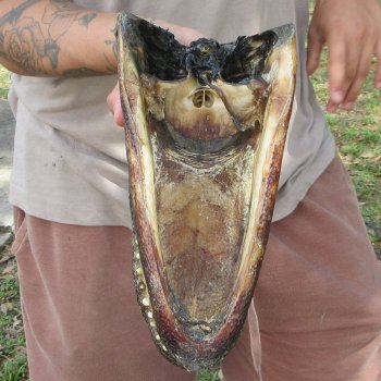 11 inch Alligator Head 