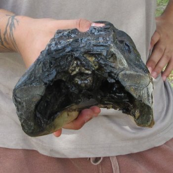 11 inch Alligator Head 