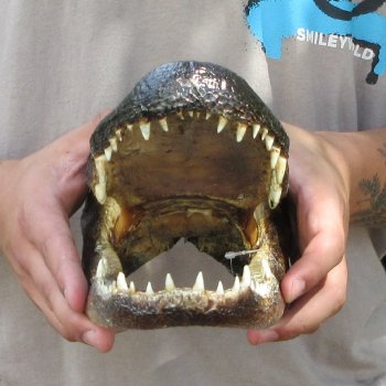 11 inch Alligator Head 