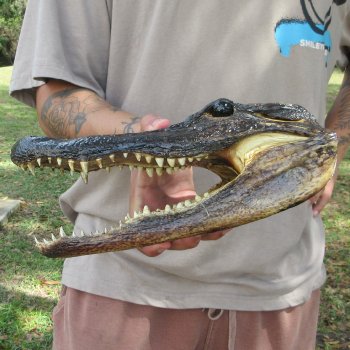 11 inch Alligator Head 
