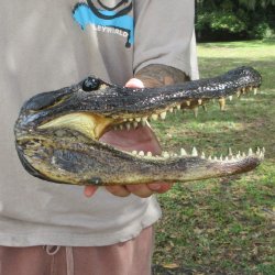 11 inch Alligator Head