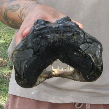 11 inch Alligator Head 