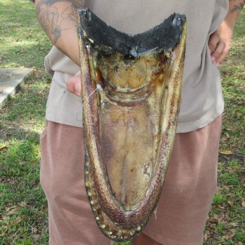 11 inch Alligator Head 