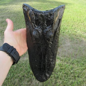 11 inch Alligator Head 