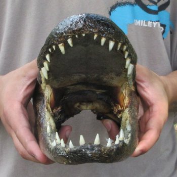 11 inch Alligator Head 
