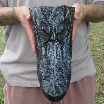 11 inch Alligator Head 