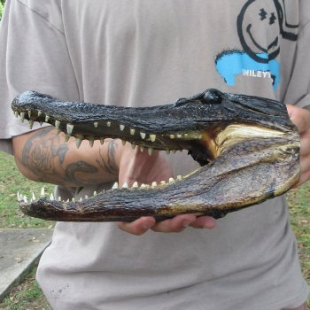 11 inch Alligator Head 