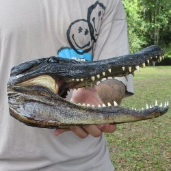 11 inch Alligator Head