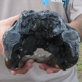 11 inch Alligator Head 