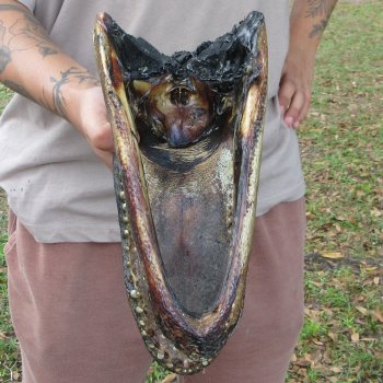 11 inch Alligator Head 