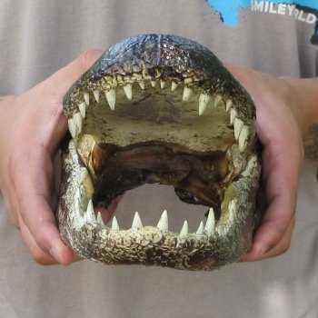 11 inch Alligator Head 