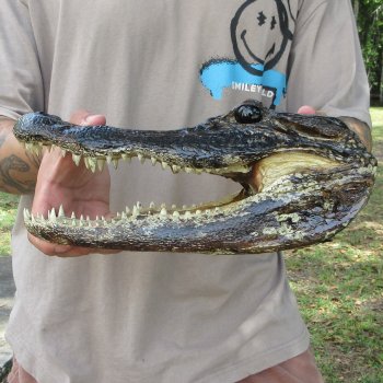 11 inch Alligator Head 