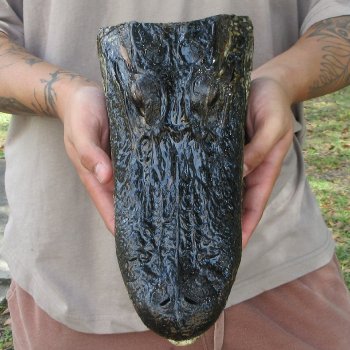11 inch Alligator Head 