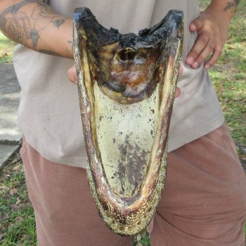 11 inch Alligator Head 