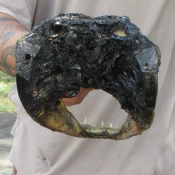 11 inch Alligator Head 