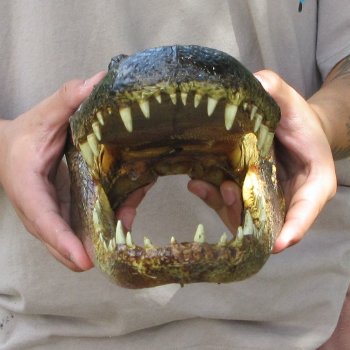 12 inch Alligator Head 