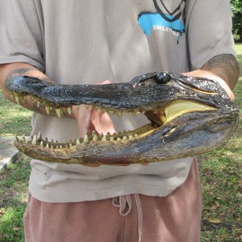 12 inch Alligator Head 