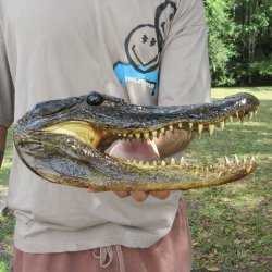12 inch Alligator Head