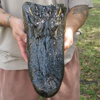 12 inch Alligator Head 