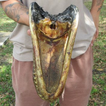 12 inch Alligator Head 