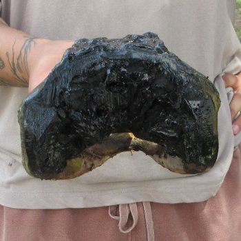 12 inch Alligator Head 