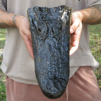 12 inch Alligator Head 