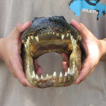 12 inch Alligator Head 