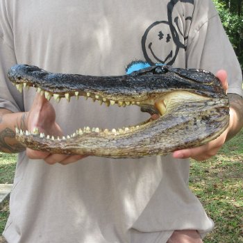 12 inch Alligator Head 