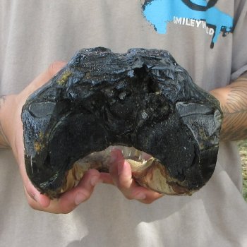 12 inch Alligator Head 