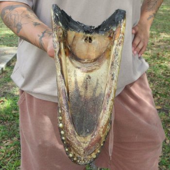 12 inch Alligator Head 