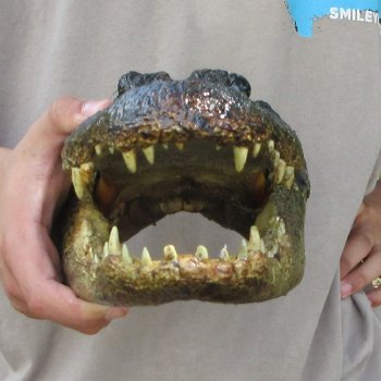 12 inch Alligator Head 