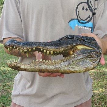 12 inch Alligator Head 