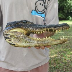 12 inch Alligator Head