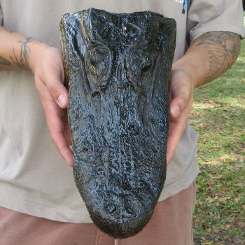12 inch Alligator Head 