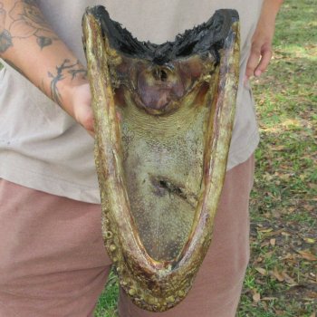 12 inch Alligator Head 