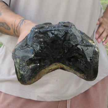 12 inch Alligator Head 
