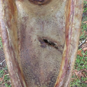 12 inch Alligator Head 