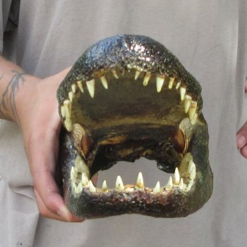 12 inch Alligator Head 