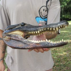 12 inch Alligator Head