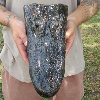12 inch Alligator Head 