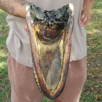 12 inch Alligator Head 