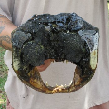 12 inch Alligator Head 