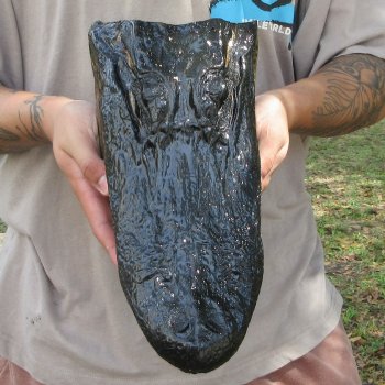 12 inch Alligator Head 